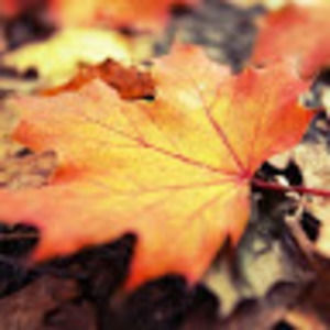 Meet your Posher, Lily